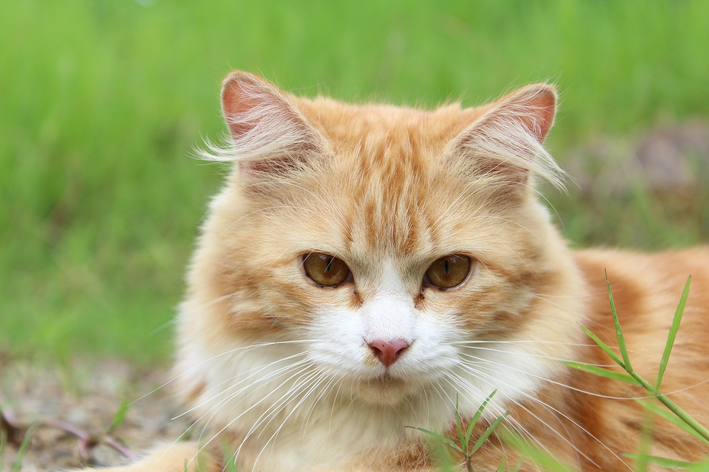 Esporotricose em gatos: sintomas e tratamento!