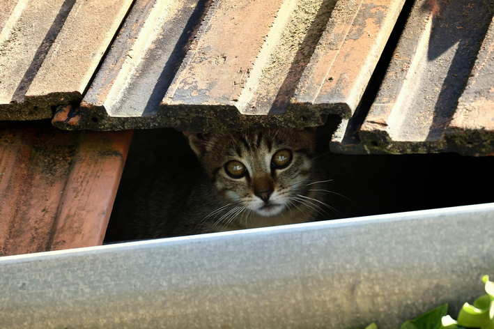 gato escondido no telhado