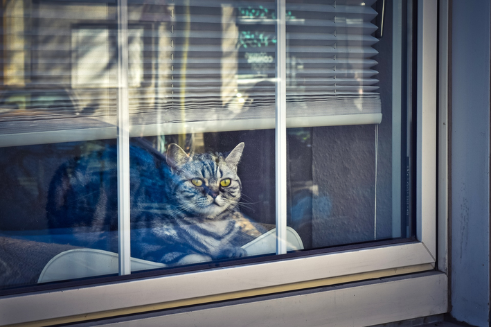 Gato na janela: entenda por que eles gostam de ficar ali