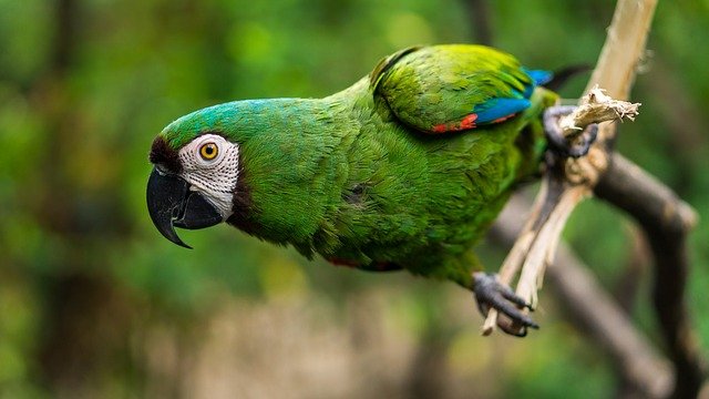 Saiba como ensinar papagaio a falar | Blog da Cobasi