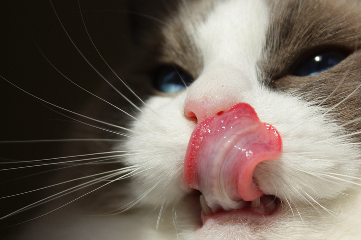 Contato direto com a língua de um gato