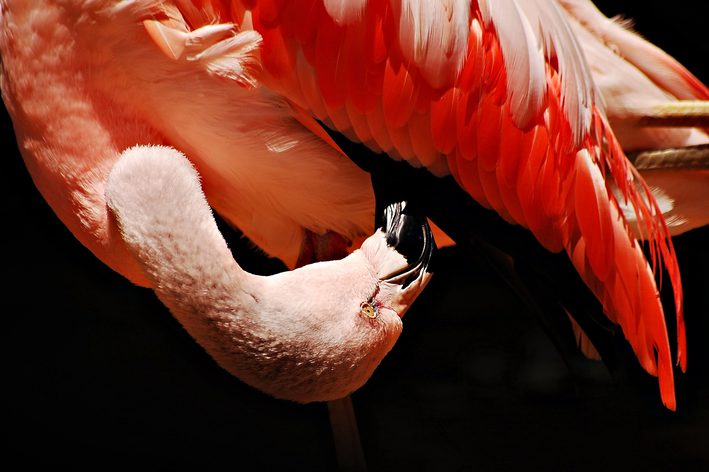 flamingo coçando as penas