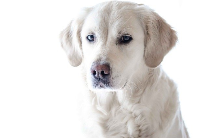 Os melhores nomes para cachorro labrador branco