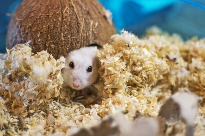 descubra quanto tempo vive um hamster