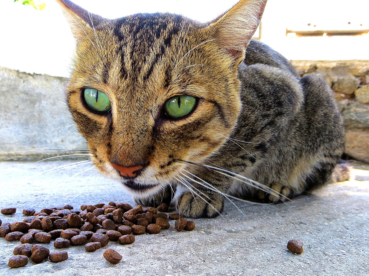 gato comendo ração standard