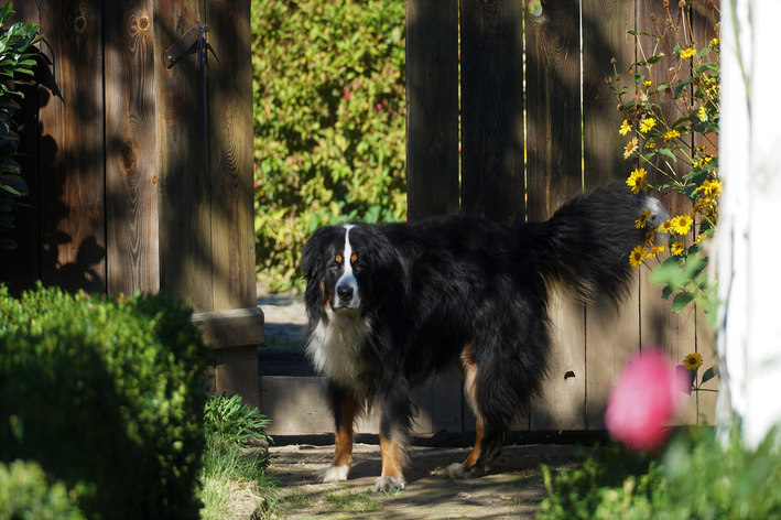 Mistura caseira para eliminar cheiro de urina de cachorro no quintal