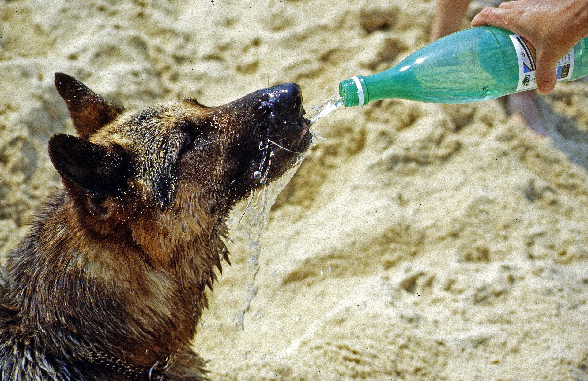 cachorro bebendo muita água