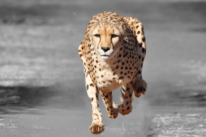 guepardo correndo