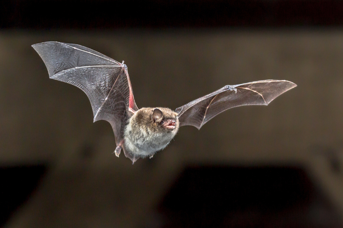 morcego voando