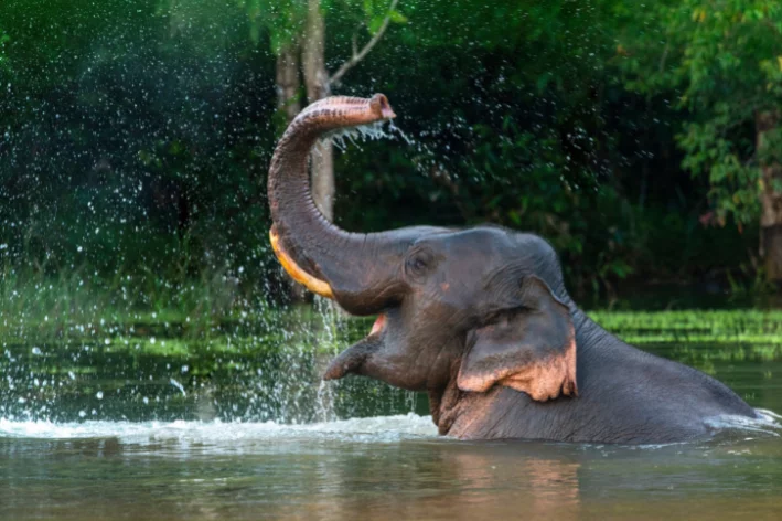 elefante no rio