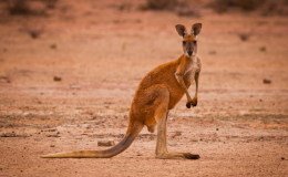 canguru: animais terrestres