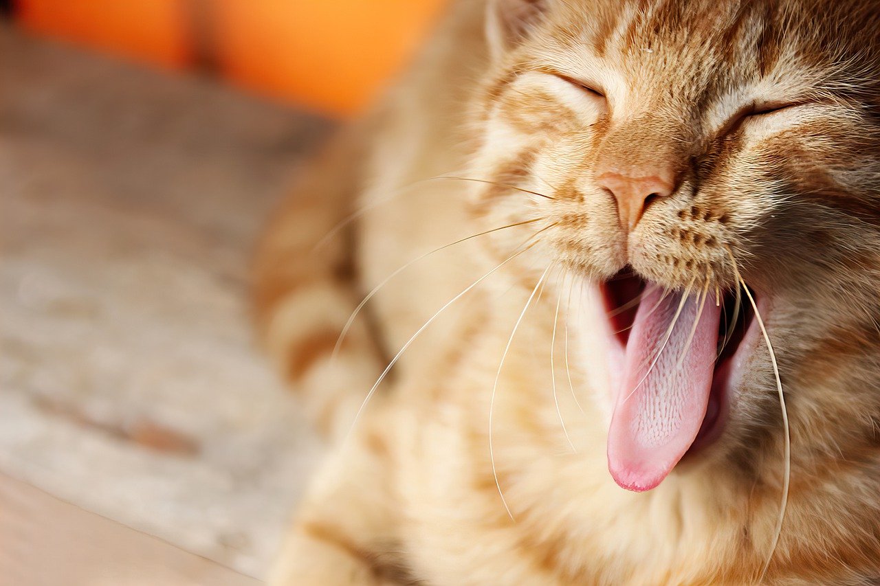 gato laranja com asma felina
