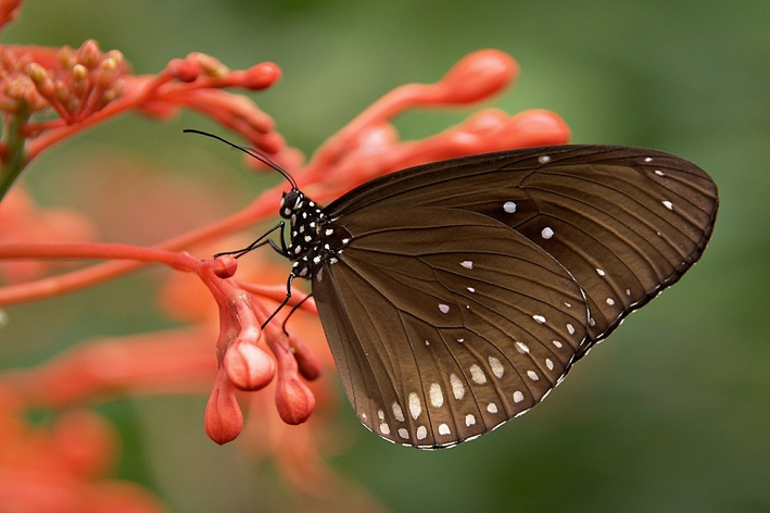 borboleta é vertebrado ou invertebrado