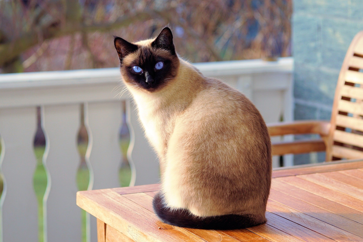 Bronquite em gatos: você sabe o que fazer?