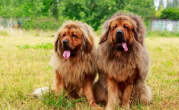 dois cachorros mais caros do mundo mastim tibetano