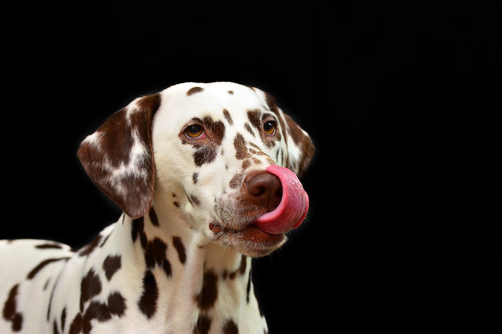 Cachorro pode comer doce: verdade ou mentira?
