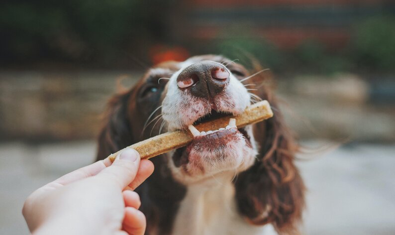 cachorro pode comer linguiça