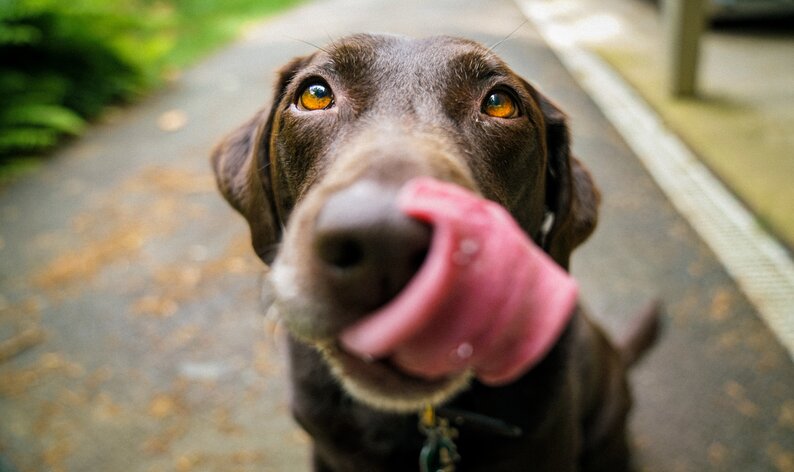 cachorro pode comer pêssego em calda?