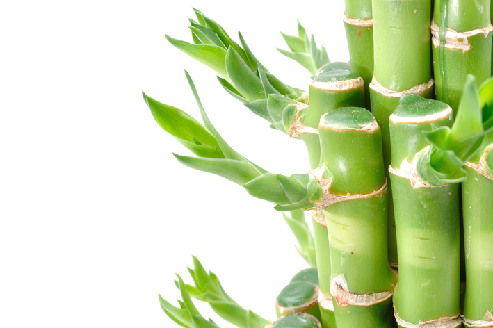Como cuidar do bambu da sorte?