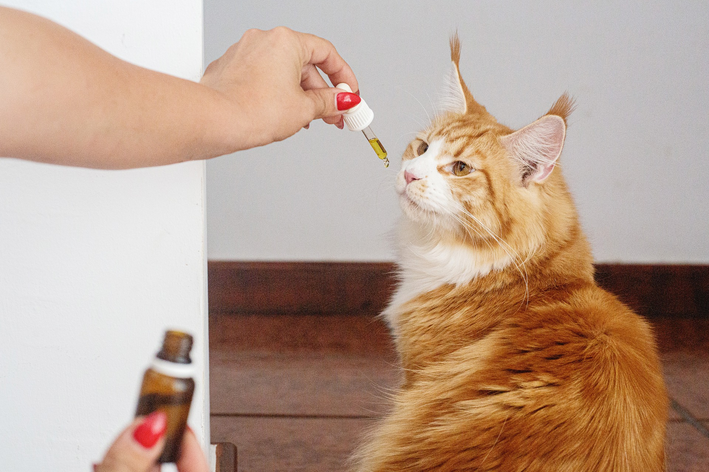 Como dar remédio líquido para gatos