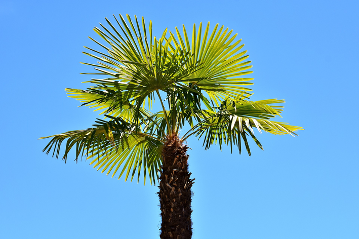 como plantar palmeira