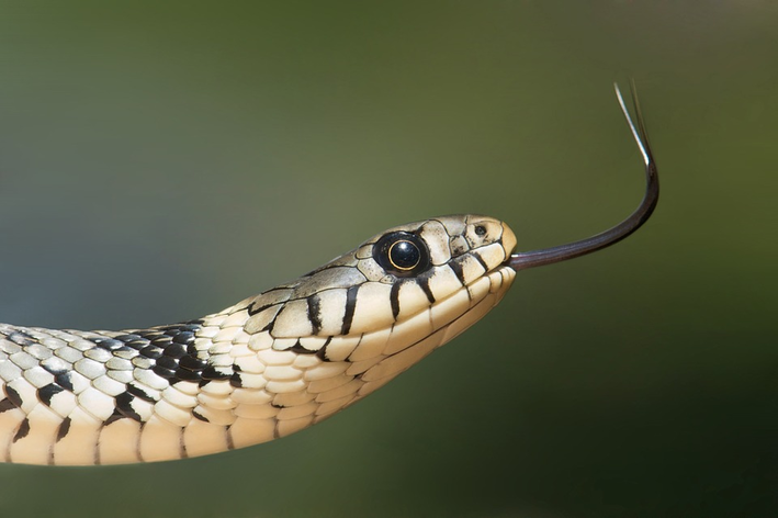como saber se a cobra é venenosa