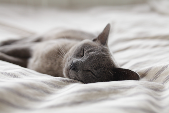 Esplenomegalia em gatos: causas e sintomas