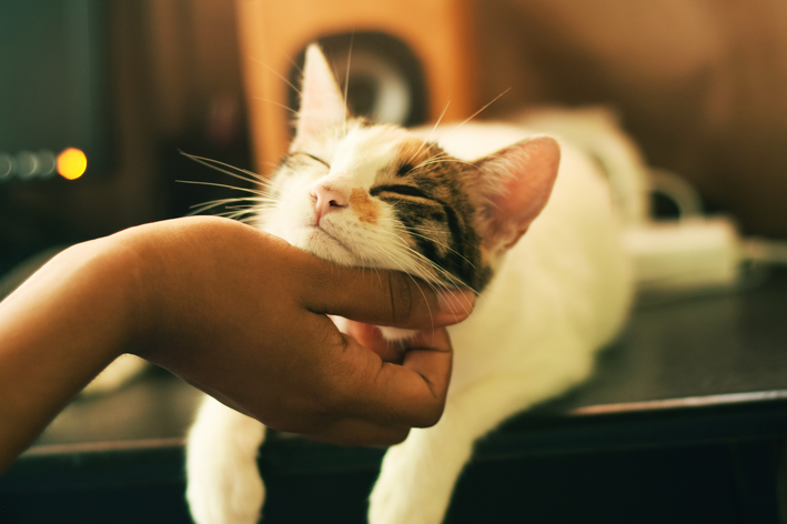 Tratamento de fecaloma em gatos