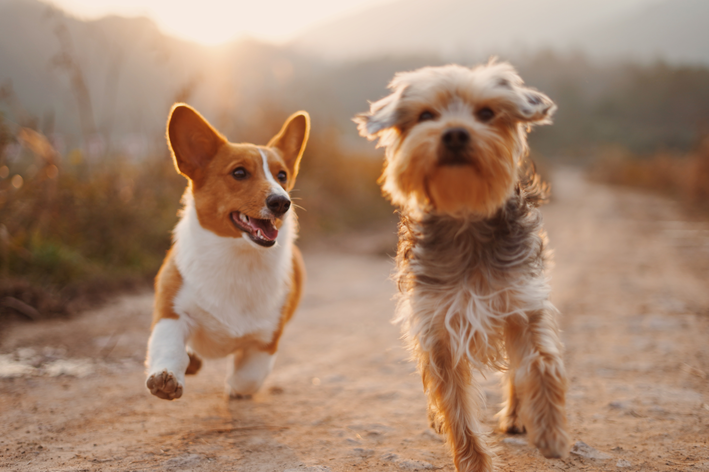 Fibrossarcoma em cães: descubra o que é