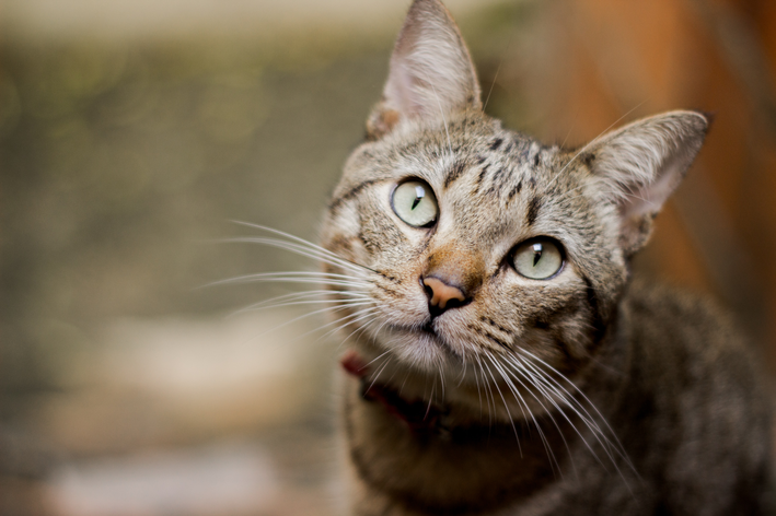 Sinais e tratamento do fibrossarcoma em gatos