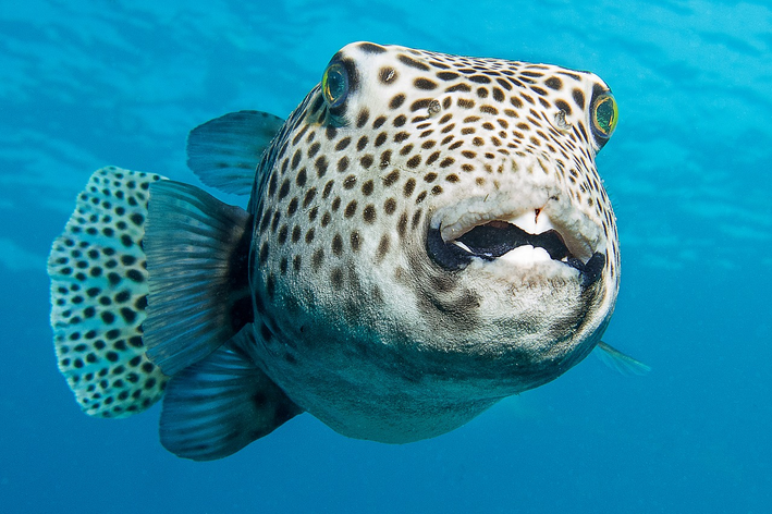 Qual é o peixe mais perigoso do Brasil?