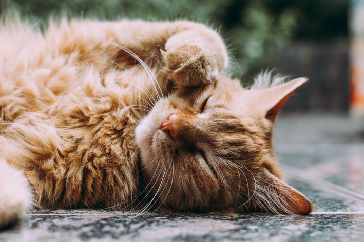 Pneumonia em gatos: sintomas mais frequentes