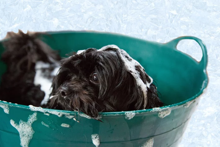 Pode dar banho em cachorro com sabão de coco?