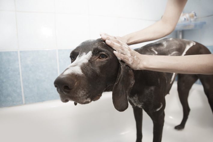 Pode dar banho em cachorro com sabão de coco com segurança?