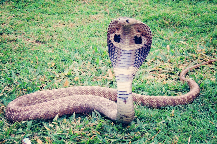 qual a diferença entre cobra e serpente