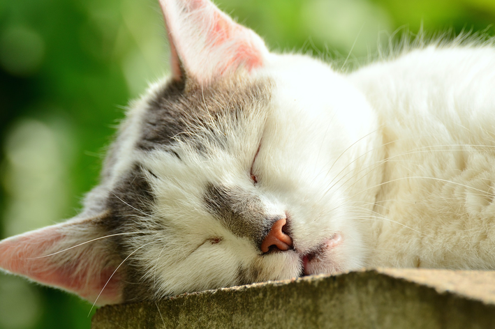 quantas horas um gato dorme por dia