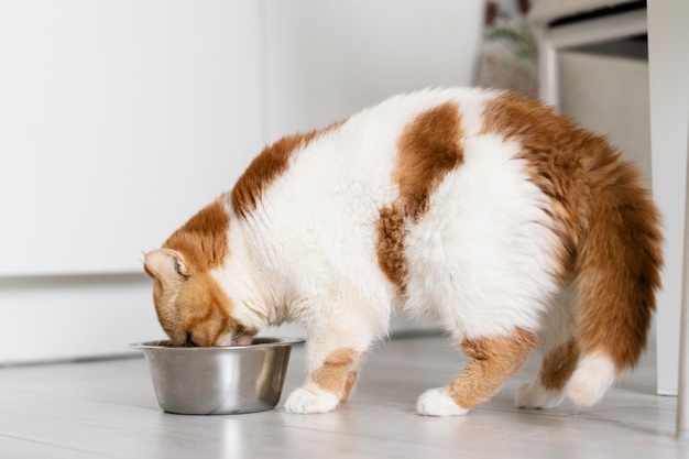 quantas vezes o gato deve comer por dia