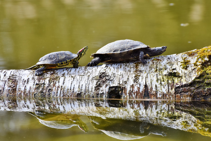 tartaruga é vertebrado ou invertebrado
