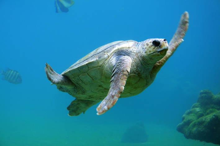 tartaruga é vertebrado ou invertebrado