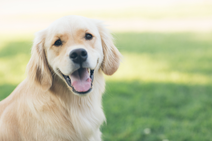Vitiligo em cães: você já ouviu falar?