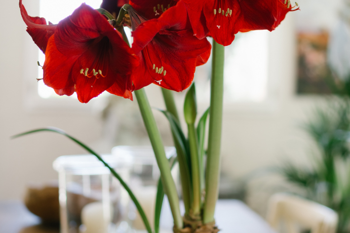 flor vermelha em vaso