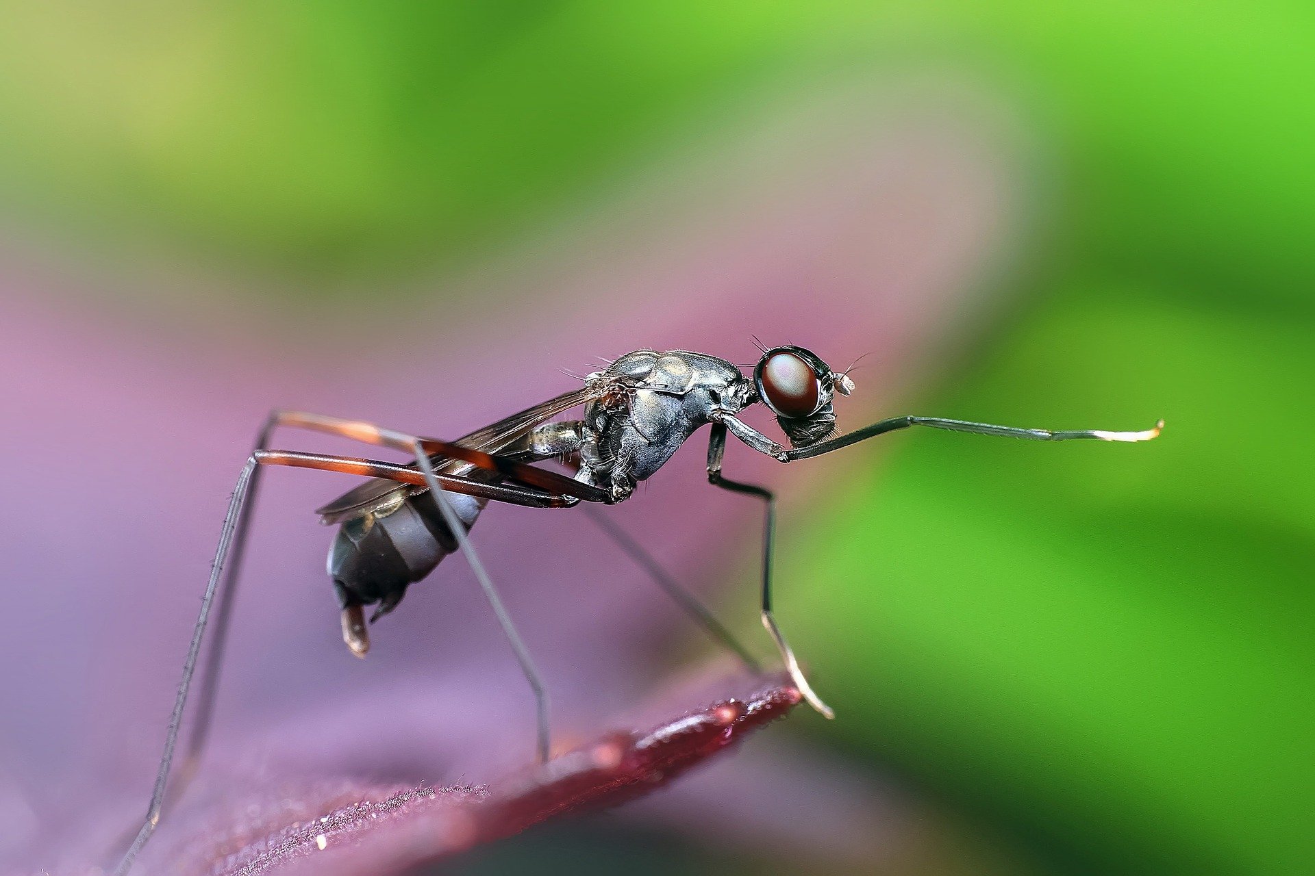 formiga é vertebrado ou invertebrado