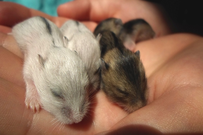 Como cuidar de hamster filhote