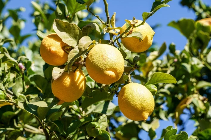 como plantar limão siciliano em casa