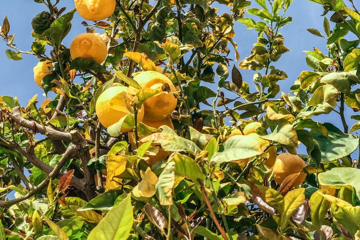 como plantar limão siciliano