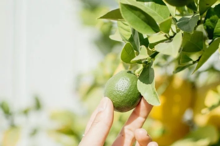 como plantar limão taiti no quintal