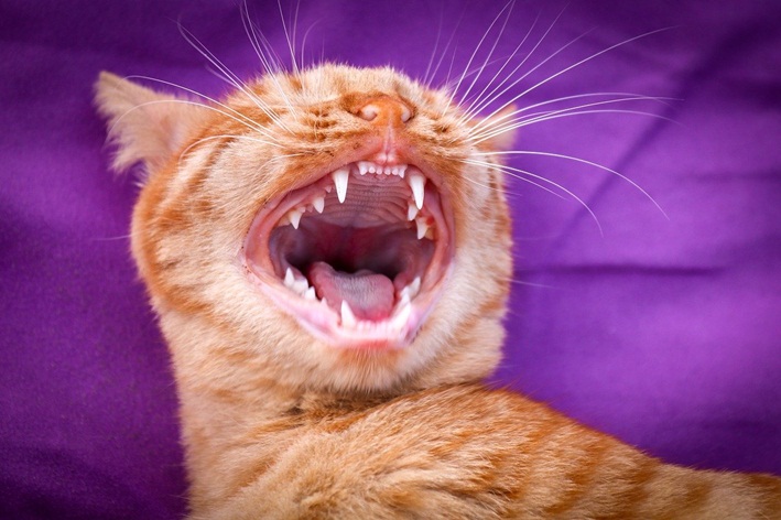 dentes de gato