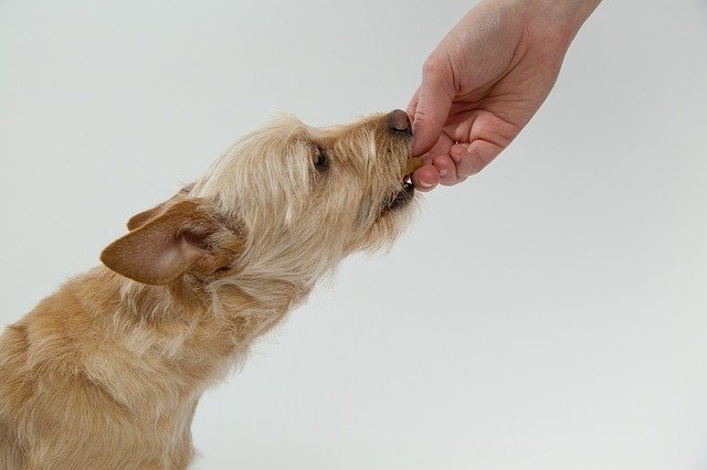 cachorro pode comer castanha de caju