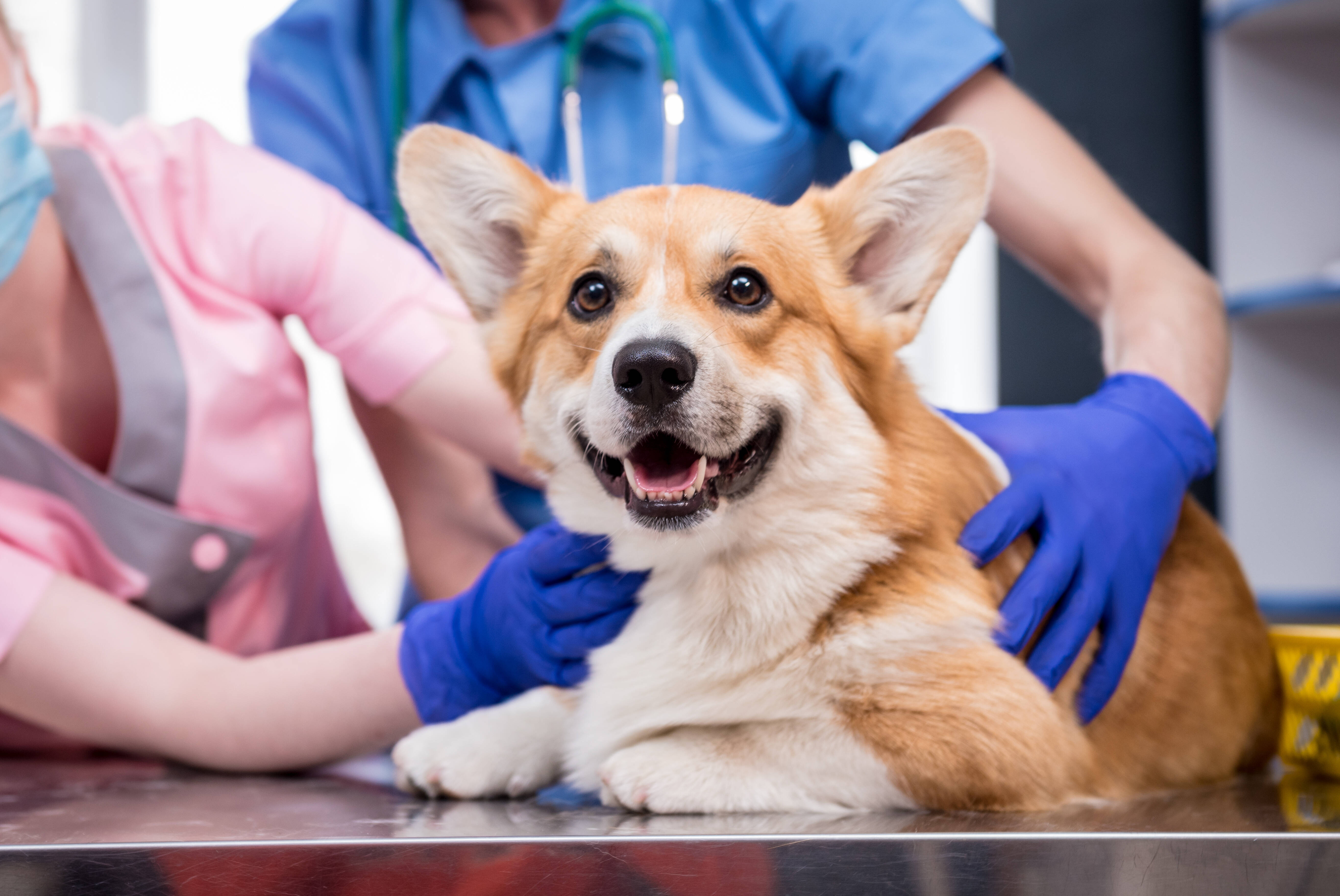 veterinário investigando lipoma em cães