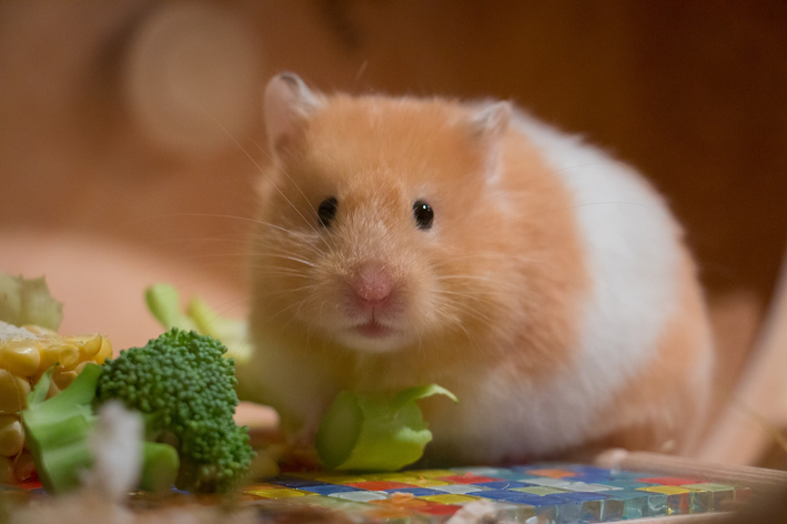 O que hamster pode comer
